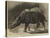 The New Rhinoceros in the Gardens of the Zoological Society-null-Stretched Canvas