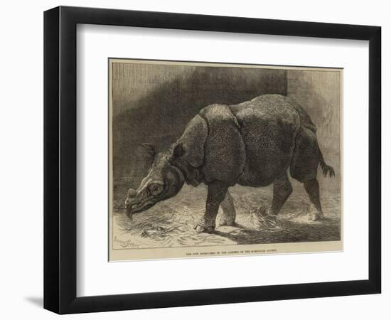 The New Rhinoceros in the Gardens of the Zoological Society-null-Framed Giclee Print