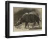 The New Rhinoceros in the Gardens of the Zoological Society-null-Framed Giclee Print