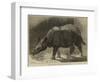 The New Rhinoceros in the Gardens of the Zoological Society-null-Framed Giclee Print