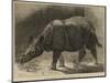 The New Rhinoceros in the Gardens of the Zoological Society-null-Mounted Giclee Print