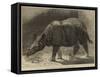 The New Rhinoceros in the Gardens of the Zoological Society-null-Framed Stretched Canvas