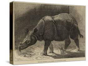 The New Rhinoceros in the Gardens of the Zoological Society-null-Stretched Canvas