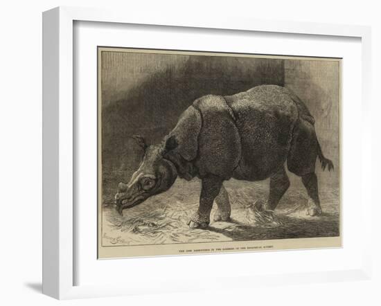 The New Rhinoceros in the Gardens of the Zoological Society-null-Framed Giclee Print