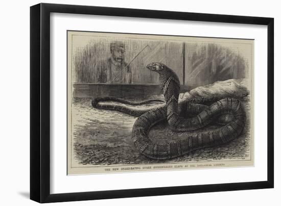 The New Snake-Eating Snake (Ophiophagus Elaps) at the Zoological Gardens-null-Framed Giclee Print