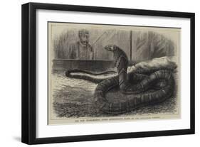 The New Snake-Eating Snake (Ophiophagus Elaps) at the Zoological Gardens-null-Framed Giclee Print