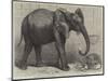 The Newly-Imported African Elephant at the Gardens of the Zoological Society, Regent's Park-Friedrich Wilhelm Keyl-Mounted Giclee Print