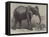 The Newly-Imported African Elephant at the Gardens of the Zoological Society, Regent's Park-Friedrich Wilhelm Keyl-Framed Stretched Canvas