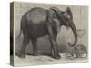 The Newly-Imported African Elephant at the Gardens of the Zoological Society, Regent's Park-Friedrich Wilhelm Keyl-Stretched Canvas