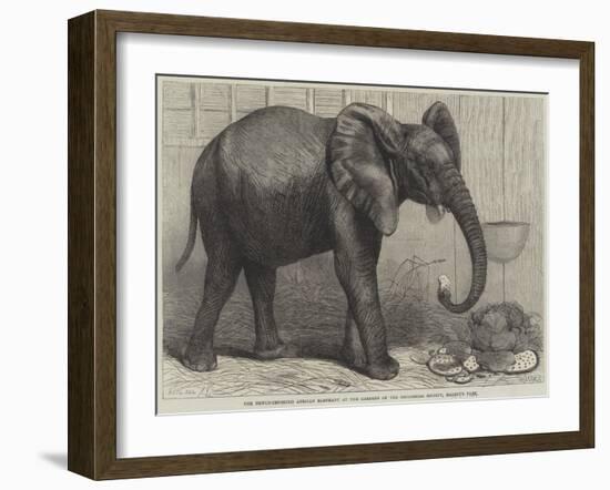 The Newly-Imported African Elephant at the Gardens of the Zoological Society, Regent's Park-Friedrich Wilhelm Keyl-Framed Giclee Print