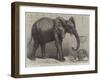 The Newly-Imported African Elephant at the Gardens of the Zoological Society, Regent's Park-Friedrich Wilhelm Keyl-Framed Giclee Print