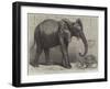 The Newly-Imported African Elephant at the Gardens of the Zoological Society, Regent's Park-Friedrich Wilhelm Keyl-Framed Giclee Print