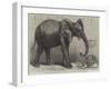 The Newly-Imported African Elephant at the Gardens of the Zoological Society, Regent's Park-Friedrich Wilhelm Keyl-Framed Giclee Print