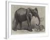 The Newly-Imported African Elephant at the Gardens of the Zoological Society, Regent's Park-Friedrich Wilhelm Keyl-Framed Giclee Print