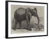 The Newly-Imported African Elephant at the Gardens of the Zoological Society, Regent's Park-Friedrich Wilhelm Keyl-Framed Giclee Print