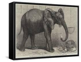 The Newly-Imported African Elephant at the Gardens of the Zoological Society, Regent's Park-Friedrich Wilhelm Keyl-Framed Stretched Canvas