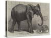 The Newly-Imported African Elephant at the Gardens of the Zoological Society, Regent's Park-Friedrich Wilhelm Keyl-Stretched Canvas