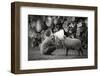 The News-Agatko-Framed Photographic Print