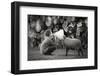 The News-Agatko-Framed Photographic Print