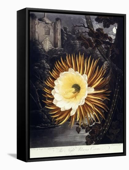 The Night Blowing Cereus, 1800-Philip Reinagle-Framed Stretched Canvas