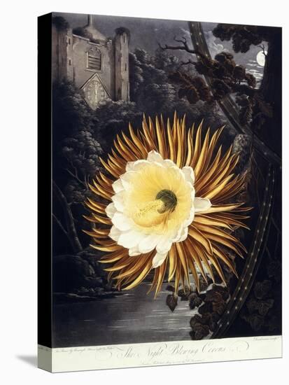 The Night Blowing Cereus, 1800-Philip Reinagle-Stretched Canvas