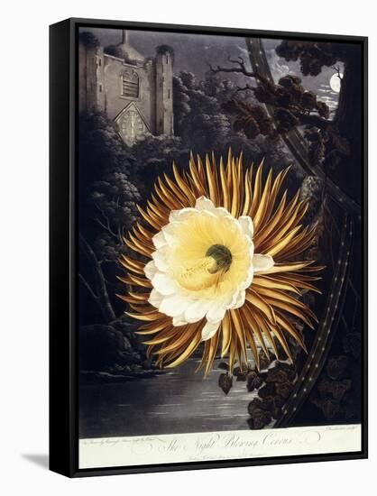 The Night Blowing Cereus, 1800-Philip Reinagle-Framed Stretched Canvas