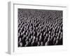 The Night Crowd, 2009-Evelyn Williams-Framed Giclee Print