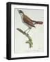 The Nightingale of France, C.1830-Paul Louis Oudart-Framed Giclee Print