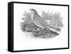 The Nightingale-Thomas Bewick-Framed Stretched Canvas