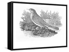 The Nightingale-Thomas Bewick-Framed Stretched Canvas