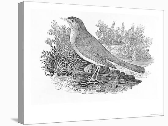 The Nightingale-Thomas Bewick-Stretched Canvas