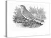 The Nightingale-Thomas Bewick-Stretched Canvas