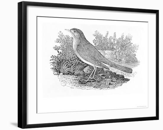 The Nightingale-Thomas Bewick-Framed Giclee Print