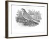 The Nightingale-Thomas Bewick-Framed Giclee Print