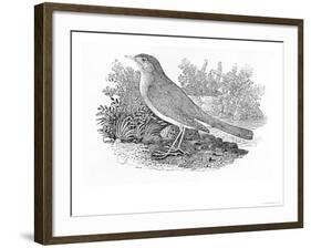 The Nightingale-Thomas Bewick-Framed Giclee Print