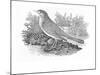 The Nightingale-Thomas Bewick-Mounted Giclee Print