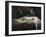 The Nightmare-Henry Fuseli-Framed Giclee Print