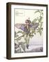 The Nightshade Fairy-Vision Studio-Framed Art Print