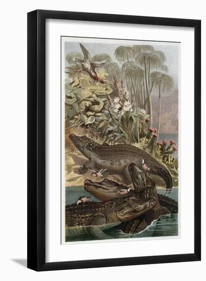 The Nile Crocodile by Alfred Edmund Brehm-Stefano Bianchetti-Framed Giclee Print