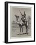 The Nile Expedition, a Sergeant of the Camel Corps-null-Framed Giclee Print