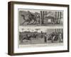 The Nile Expedition for the Relief of General Gordon, Camp Life at Assouan-null-Framed Giclee Print