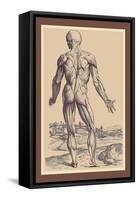 The Ninth Plate of the Muscles-Andreas Vesalius-Framed Stretched Canvas