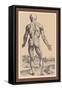 The Ninth Plate of the Muscles-Andreas Vesalius-Framed Stretched Canvas