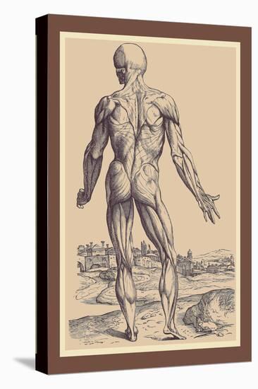 The Ninth Plate of the Muscles-Andreas Vesalius-Stretched Canvas