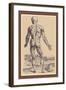 The Ninth Plate of the Muscles-Andreas Vesalius-Framed Art Print