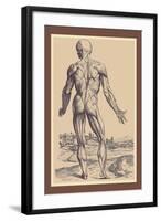 The Ninth Plate of the Muscles-Andreas Vesalius-Framed Art Print