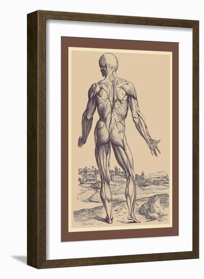 The Ninth Plate of the Muscles-Andreas Vesalius-Framed Art Print