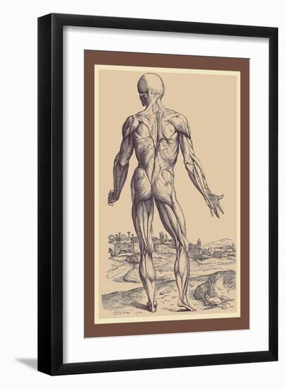 The Ninth Plate of the Muscles-Andreas Vesalius-Framed Art Print