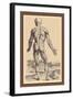 The Ninth Plate of the Muscles-Andreas Vesalius-Framed Art Print