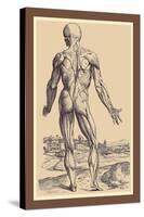 The Ninth Plate of the Muscles-Andreas Vesalius-Stretched Canvas